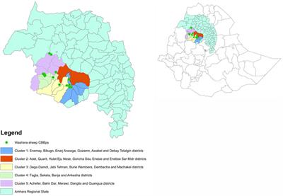 Going to scale—From community-based to population-wide genetic improvement and commercialized sheep meat supply in Ethiopia